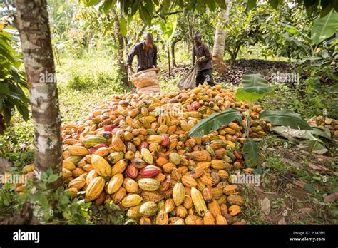  La Révolte du Cacao Ancien Système de Plantation à la Frontière Nord du Brésil au IIIème Siècle